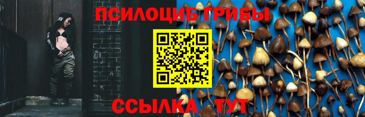 Галлюциногенные грибы Psilocybe Партизанск